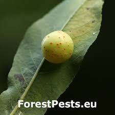 Image result for Tinnea vesiculosa