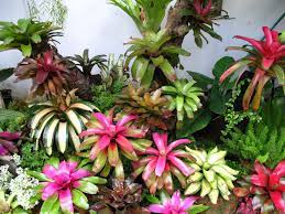 Img 9869 Jpg Image Bromeliads Wall Garden Plants