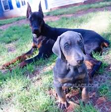Adopting a doberman will cost between $100 to $300 in adoption fees. European Champion Bloodlines Aurora Of Doberman Palace
