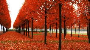 Awesome autumn wallpaper for desktop, table, and mobile. 1125x2436 Park Trees Autumn Iphone Xs Iphone 10 Iphone X Wallpaper Hd Nature 4k Wallpapers Images Photos And Background Wallpapers Den