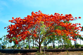 Kupang from mapcarta, the open map. Sepe Tree Kupang Ntt Indonesia A Sign That Christmas Is Near Trees Bushes Nature Up Close Pixoto