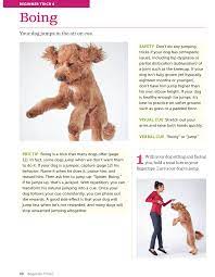Amazing Tricks You Can Teach Your Dog Today Page A Day