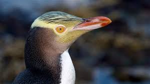 Pin On Wildlife