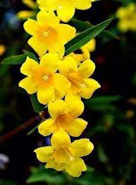 Bell Shaped Flowers List For 2020 A Nest With A Yard Yellow Flowers Names List Of Flowers Jasmine Flower