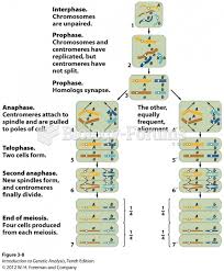A Cross Of Sweet Peas Showing That Independent Assortment Does Not Always  Occur - Biology Forums Gallery