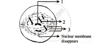 Nuclear membrane and nucleolus reappear. Given Below Is A Diagram Representing A Stage During Mitotic Cell Division In An Animal Cell Examine It Carefully And Answer The Questions Which Follow Biology Shaalaa Com