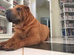 Marcia Niederle Shar Pei Dogs Breeds