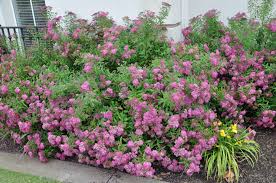 Image result for Spiraea bumalda