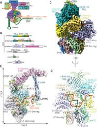 Sirna is very different from mrna in structure and size (table 2) and the molar n/p (ionizable cationic lipid over phosphate) molar ratios differ, 3 versus 6, respectively (table 1). Structure Of An Active Human Histone Pre Mrna 3 End Processing Machinery Science