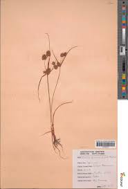 Image result for Cyperus squarrosus