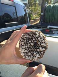 We earn your business by offering the best prices and 100% guarantee. Valley Guard Pest Control 4333 Shopping Ln Simi Valley Ca Pest Control Mapquest
