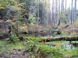 No glass containers allowed in splash pad area please vacate the park when conditions call for thunder or lightning Chenango Valley State Park Go All Out Broome