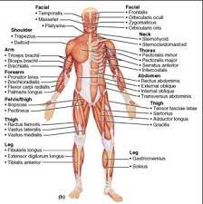 Chapter 10 Muscular System Human Muscular System Muscular System Labeled Human Muscle Anatomy