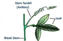 Some plant species have modified stems that are especially suited to a particular habitat and environment. Modification Of Stem Underground Suareal And Areal Modifications