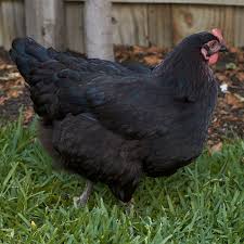 Black Australorp Egg Color Mark S Blog More Chickens Chickens Backyard Chickens Laying Chickens