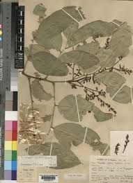 Image result for Millettia psilopetala