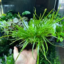 Image result for Microsorum