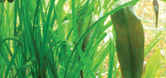 It can grow to a large size, so it is an excellent plant for the medium to large aquarium, or as the centerpiece of a small aquarium. Cryptocoryne Crispatula Species Tropical Fish Hobbyist Magazine