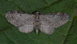 Image result for Eupithecia tenuiata