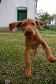 Vizsla Puppy Baby Dogs Vizsla Puppies Funny Animals