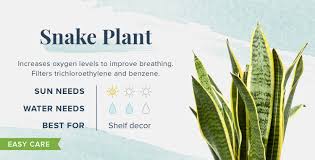 It is especially useful in the case of asthma or breathing issues. 18 Plants That Help You Sleep Better Than Ever Proflowers
