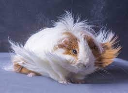 With a body size of about 8 to 11 inches in length, they are of the typical length of any guinea pig. How To Groom Long Haired Guinea Pigs Petmd