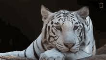 22 jan 2021 mpaa rating: White Tiger Gifs Tenor