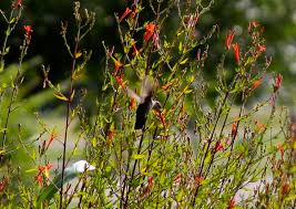 Image result for Aeollanthus ukamensis