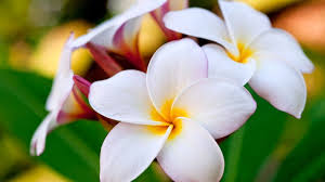 Download and use 10,000+ flower stock videos for free. Fullscreen Hd Wallpapers Free Download Pixelstalk Net