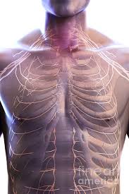 Learn how to do it yourself. Nerves Of The Chest Puzzle For Sale By Science Picture Co