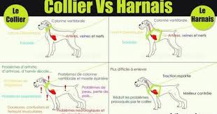 Epingle Sur Dog Understanding