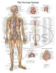 Please click on the image(s) to view larger version. Paper Thick Laminated Nervous System Anatomy Charts Id 11102943597