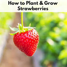 Maybe you would like to learn more about one of these? Must Know Tips For Planting And Growing Strawberries For A Bumper Crop Together Time Family
