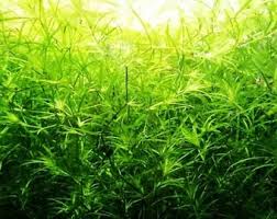 Image result for Najas graminea