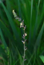 Image result for Anthericaceae