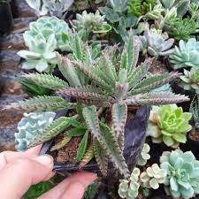 5 live rooted mother of millions kalanchoe alligator plants succulant. Mother Of Millions Succulents Shopee Philippines