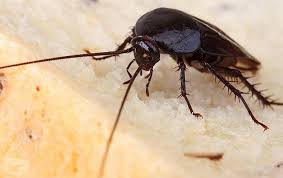 Smoky brown cockroaches are not the typical roach you would expect to venture on into your house, but its presence tends to alarm homeowners just the same. How To Get Rid Of Smoky Brown Cockroaches Clegg S Pest Control