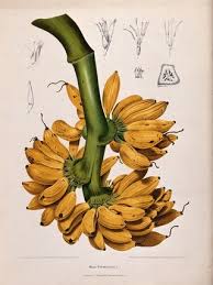 Image result for Musaceae