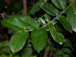 Image result for Lasianthus