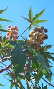 Image result for Ricinus communis
