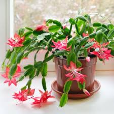 Best flowers for hanging baskets uk. 18 Best Indoor Hanging Plants Real Hanging Plant Ideas For Low Light Conditions