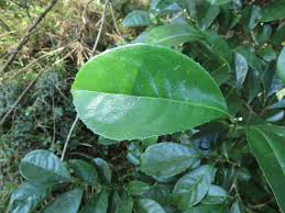 Image result for Suregada zanzibariensis