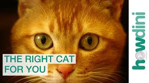 Looking for a feline friend? Cat Shelters And Rescue Organizations Purrfect Pals