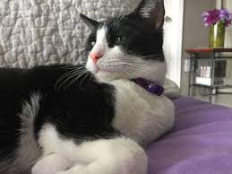 bebattejido adli kullanicinin luna di luna the tuxedo cat birth date 05 15 2015 male thinks he is a dog panosundaki pin kedi fotografcilik