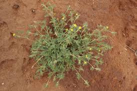 Image result for Stylosanthes fruticosa