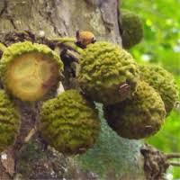 Image result for Drypetes gerrardii