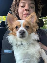 Vet recommendations in Portsmouth or Chesapeake area