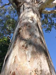 Image result for Eucalyptus camaldulensis