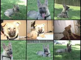Dog breeder has long coat old fashioned german shepherds & oversized old world german shepherd puppies for sale that are very large there are more pictures of these puppies and others from the individual litters on the 'past puppies' pages of each pups mother, on our directory page. Sable German Shepherd Puppy 8 Weeks To 14 Weeks Youtube