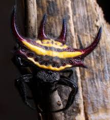 Black And White Striped Spider Texas Yellow Stripes Bugs And Insects Bizarre Animals Spider